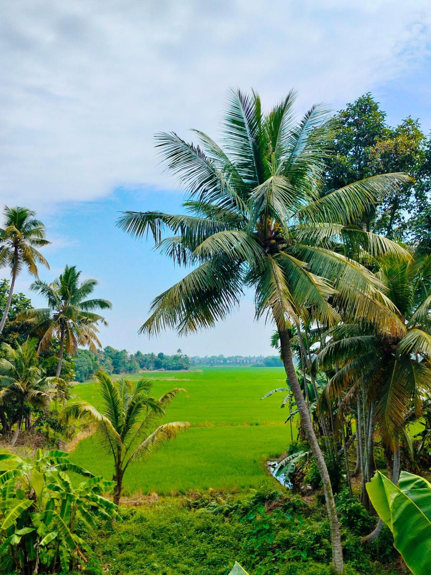Paddy N Canal Homestay Alappuzha Zewnętrze zdjęcie